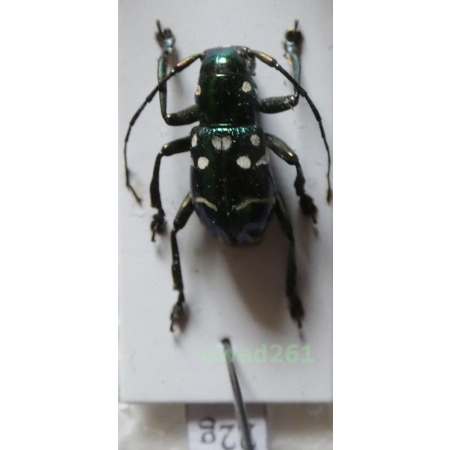 Aprophata eximia (Newman, 1842) Philippines22g